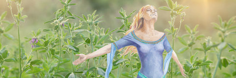 Picture of Herb: Alfalfa | Alkalising & Healing Super Herb – Tinderbox