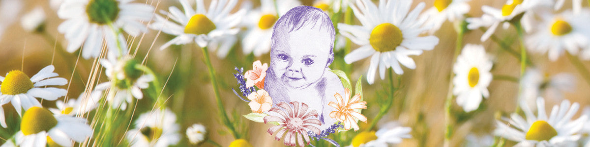 Herb: Chamomile