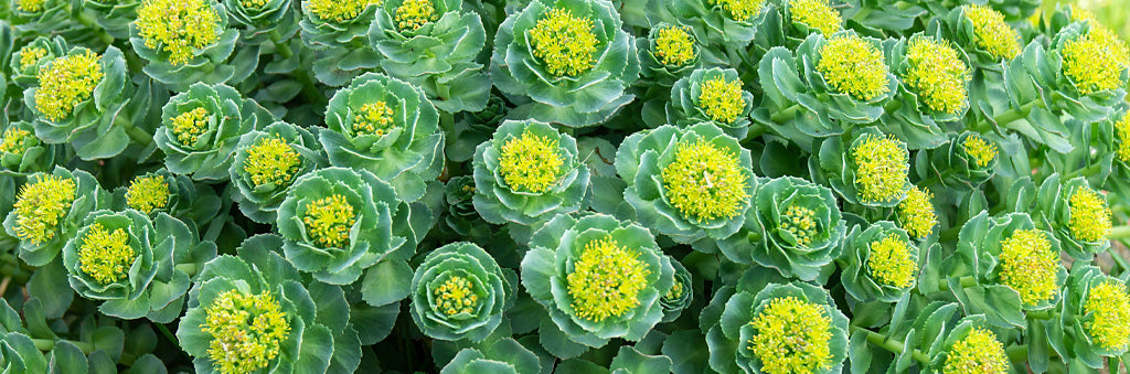 Herb: Rhodiola