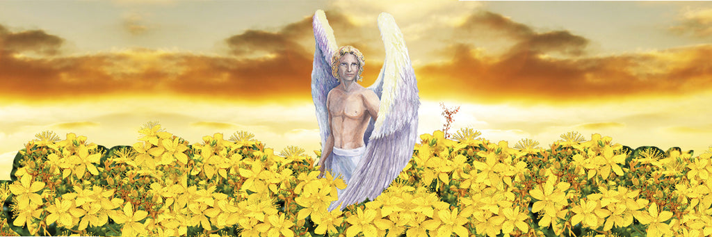 Infused oil: St John's Wort 'Gentle plant a Herbal Hero'