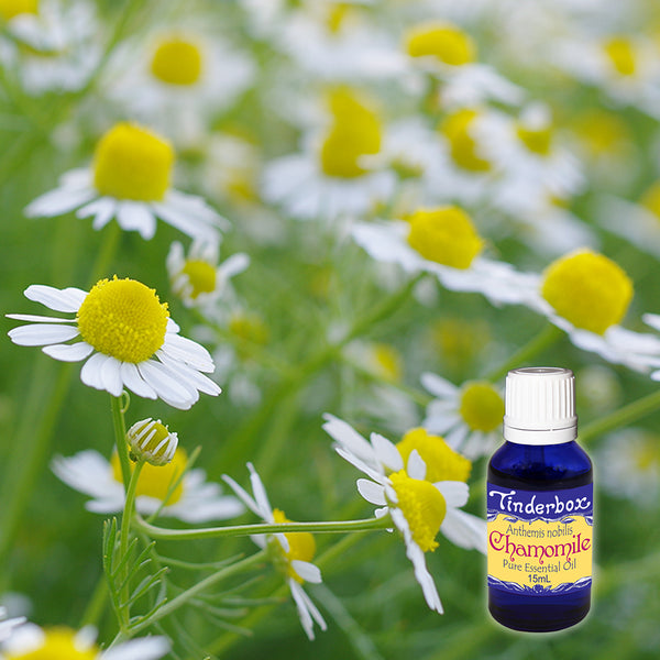 Chamomile Essential Oil Anthemis nobilis Tinderbox