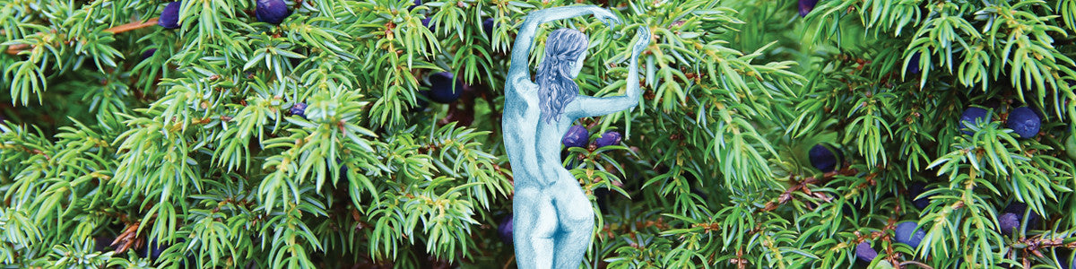 Essential Oil: Juniper
