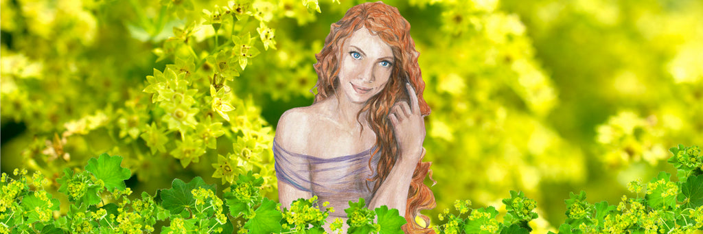 Herb: Lady's Mantle | Cloak of Herbal Protection for Women