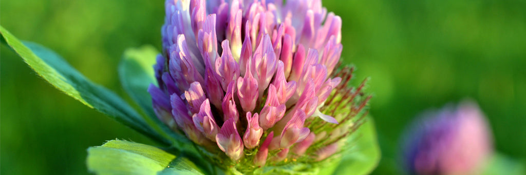 Herb: Red Clover