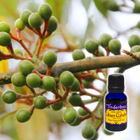 Litsea Cubeba Essential Oil 15mL