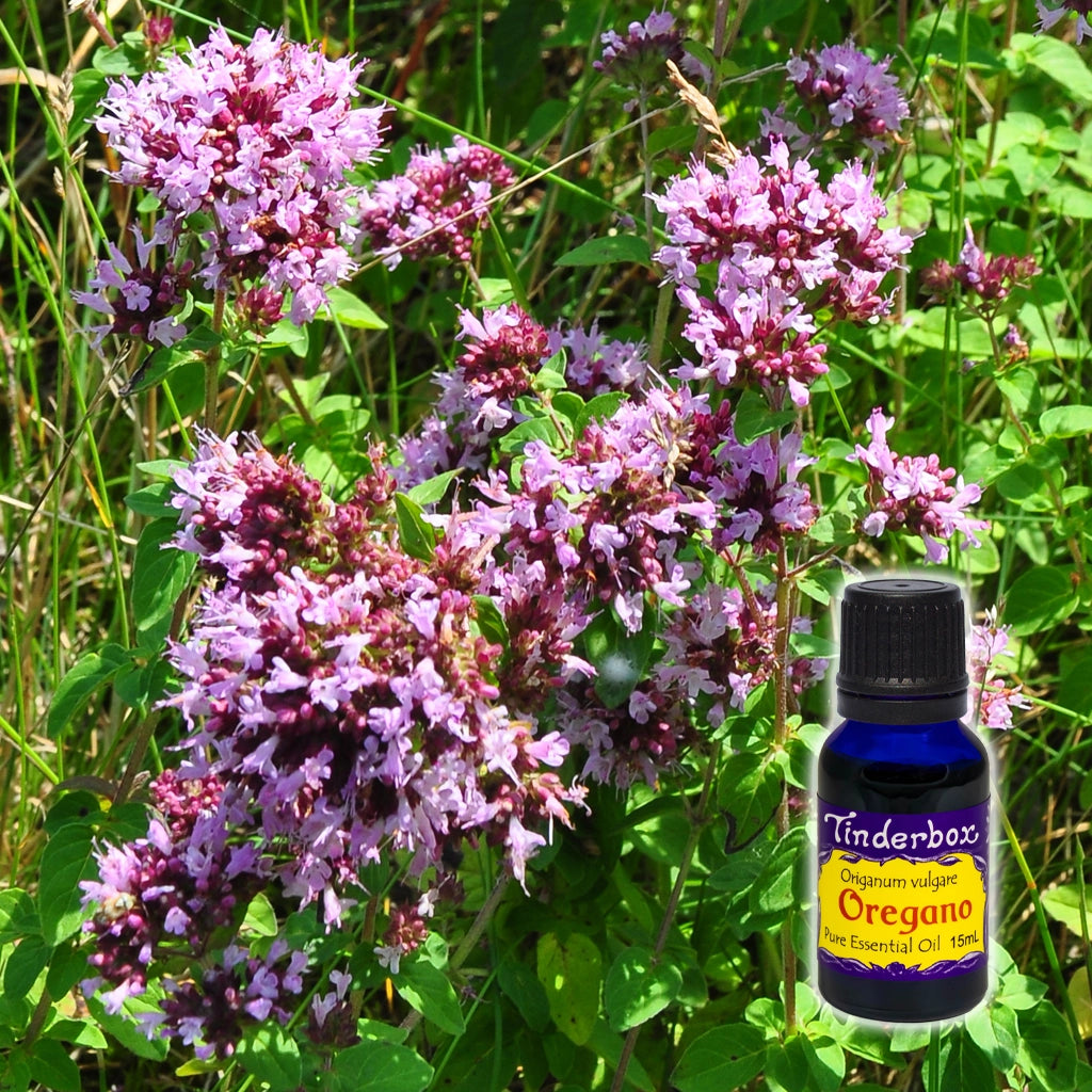 Oregano Essential Oil 15mL