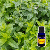 Spearmint Essential Oil 15mL