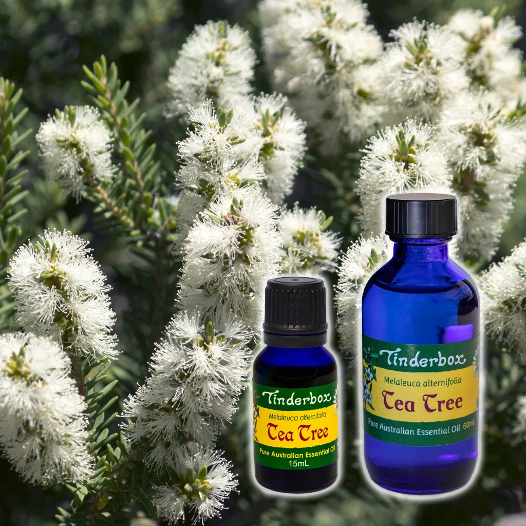 Tea-Tree Essential Oil Australian