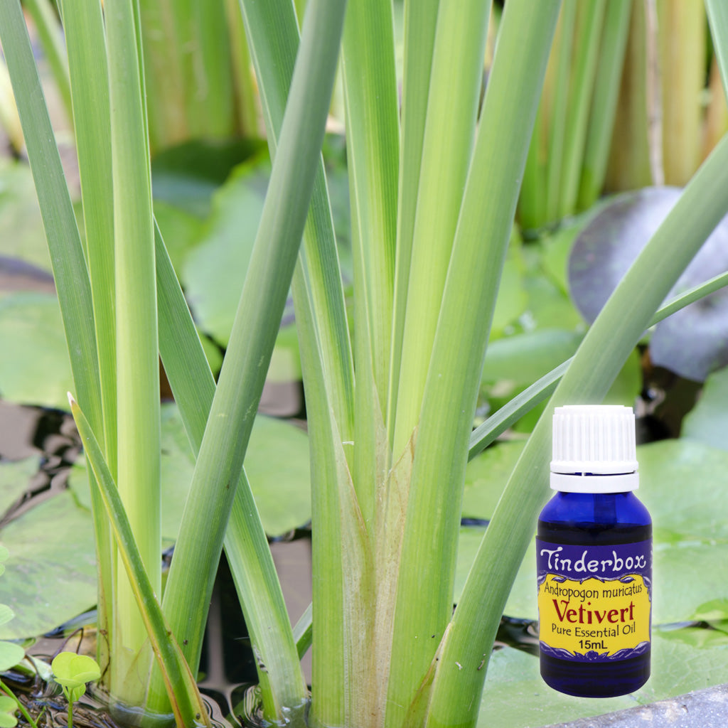 Vetivert Java Vetivert Essential Oil | Tinderbox