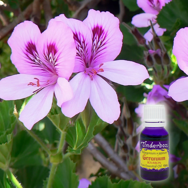 Geranium Bourbon Essential Oil Tinderbox