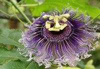Passion Flower Herb, Cut, Organic